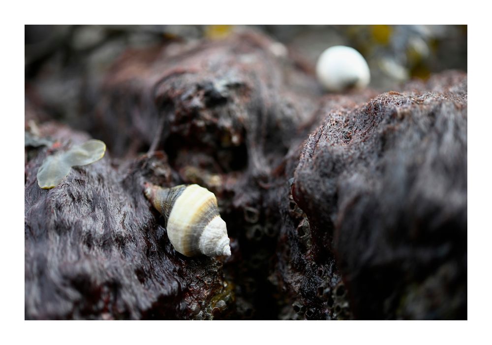 2681 ©joan_beard_2025-2681.jpg