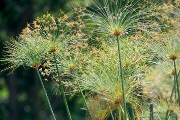 cyperus papyrus2.jpeg