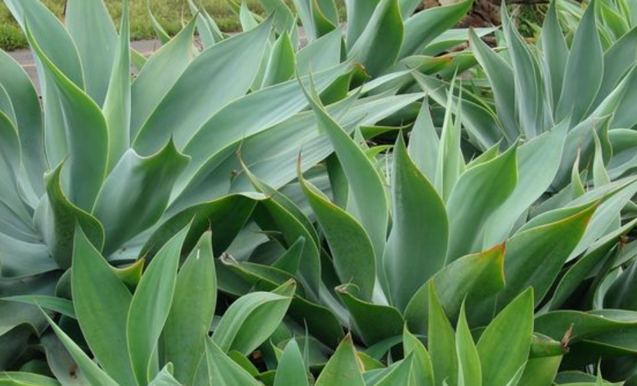 Agave Attenuata 1.png