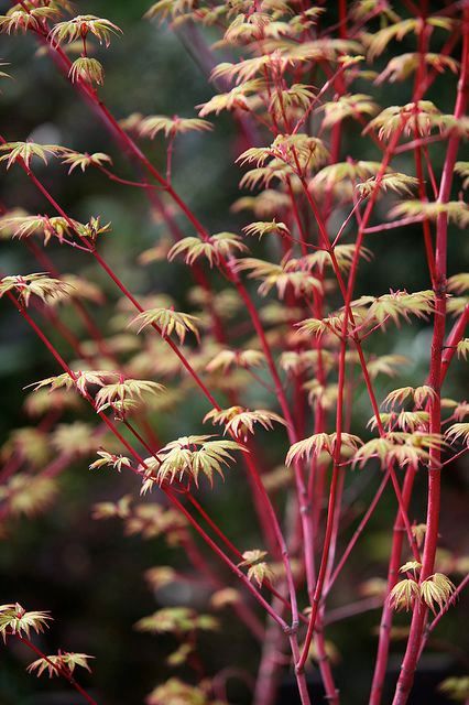 Acer species.jpg
