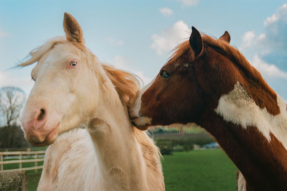 Niv_Shank_798_The_Horse_Whisperer_France_Films.jpg