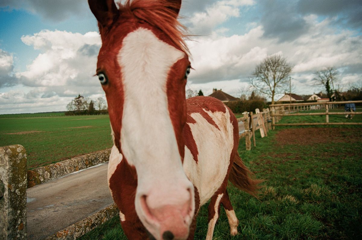 Niv_Shank_803_The_Horse_Whisperer_France_Films.jpeg