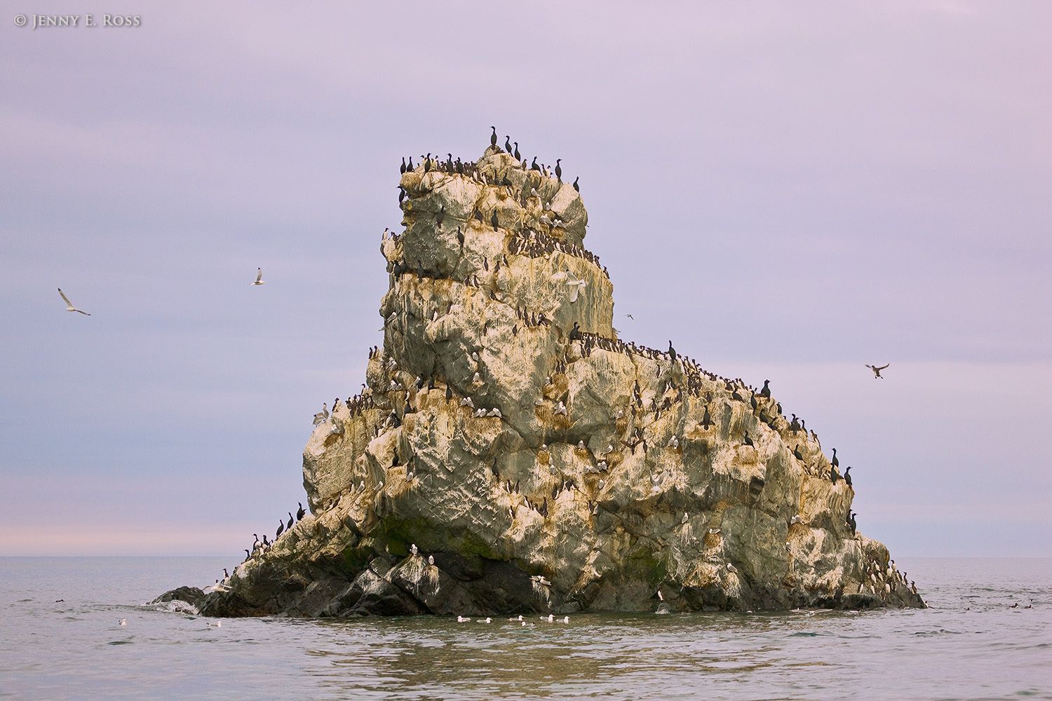 Sea bird colony, Bering Sea near Verkhoturova Island, Russia.