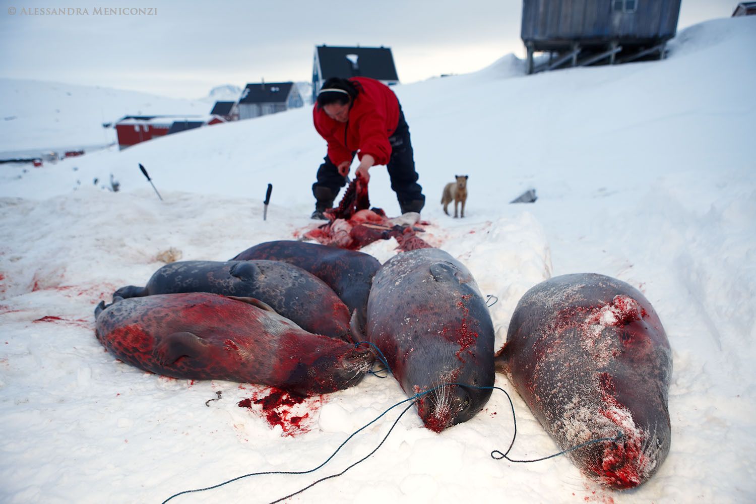 An Inuit woman begins to butcher freshly-killed seals outside her home in the small settlement of Tiniteqilaaq at the edge of Sermilik Fjord in southeast Greenland.