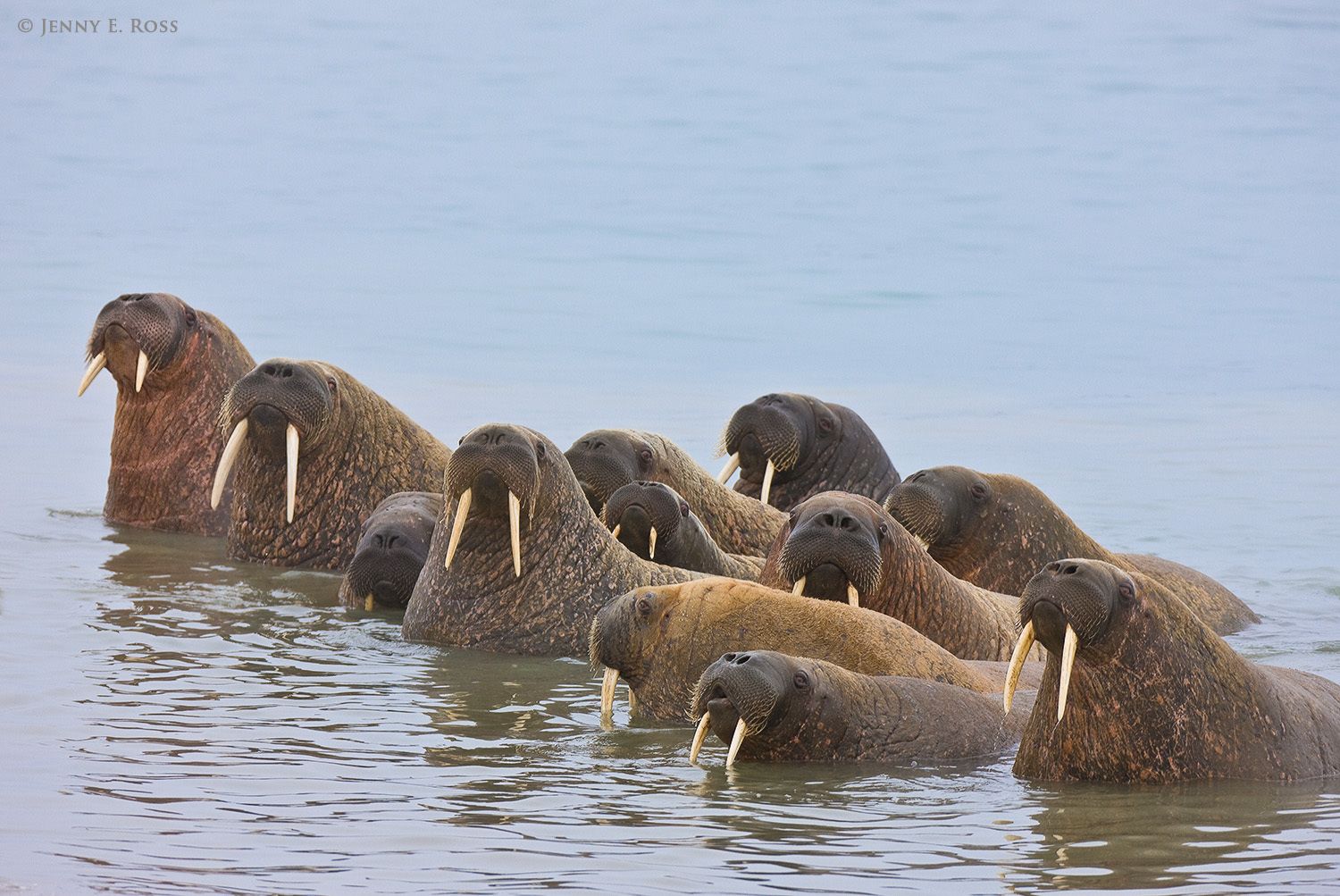 Atlantic Walruses, Novaya Zemlya, Russia