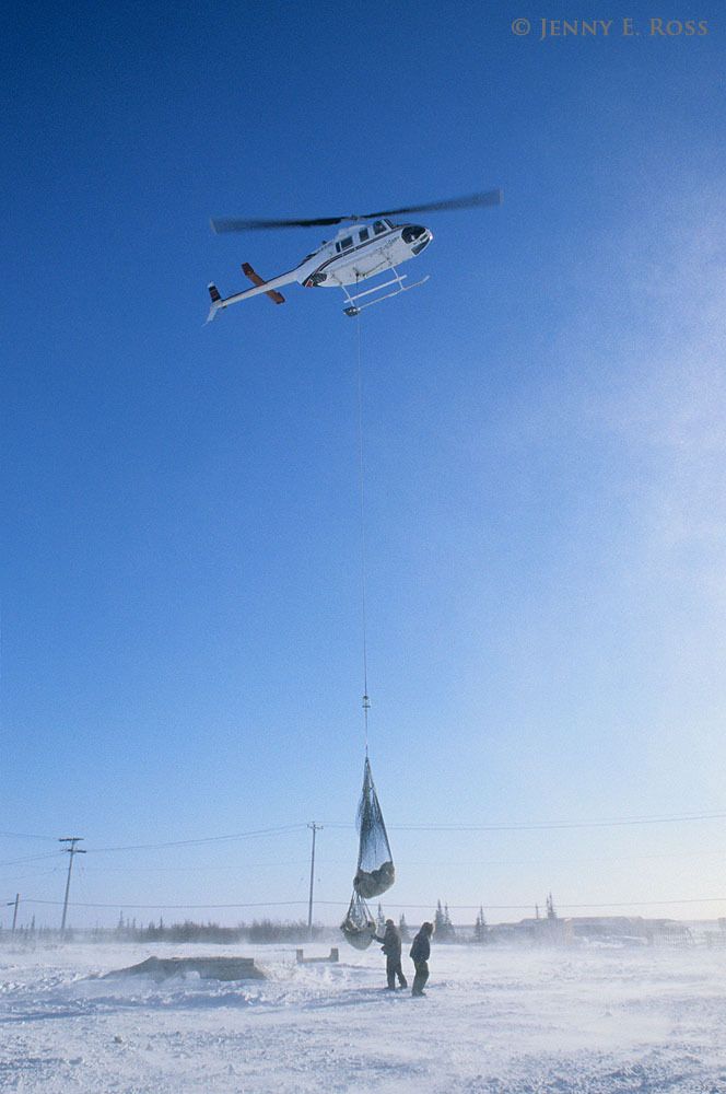 A tranquilized adult female polar bear and her yearling cub are transported by helicopter away from the town of Churchill where they approached an inhabited area too closely while stranded on land during the ice-free season.