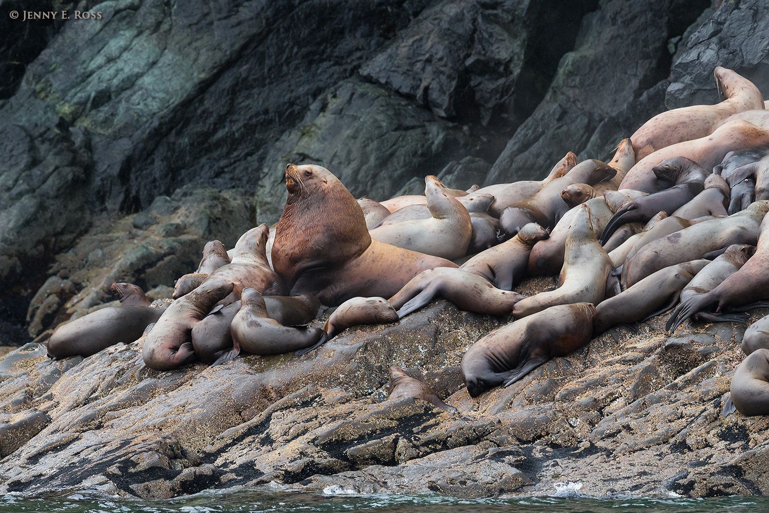 A bull Steller Sea Lion (Eumetopias jubatus) with females and calves at a rookery in Prince William Sound, Alaska.