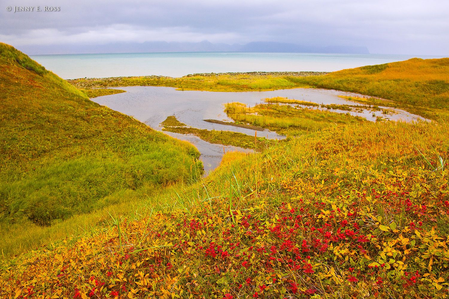 Tundra plants in autumn colors at Cape Navarin, Bering Sea, Russia.