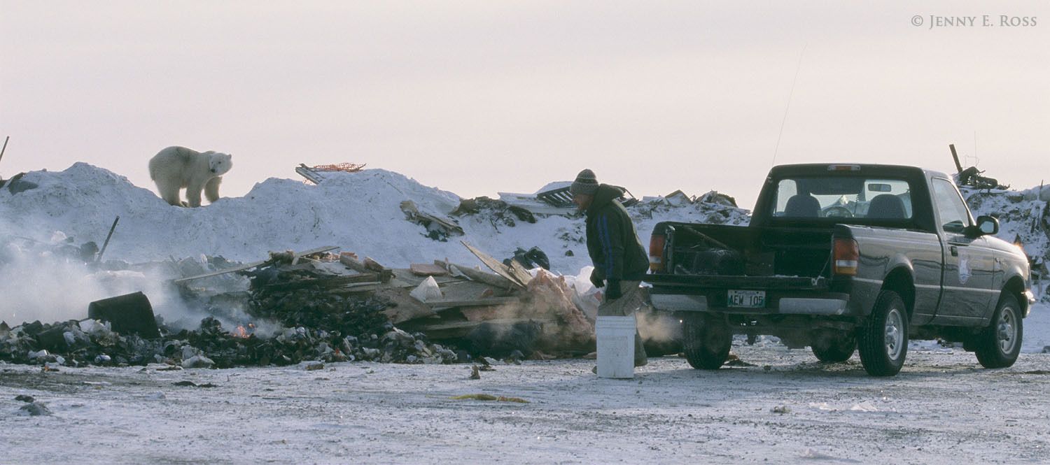 Stranded on land and unable to hunt seals due to a lack of sea ice, a polar bear forages for something to eat in a garbage dump and encounters a man disposing of garbage.