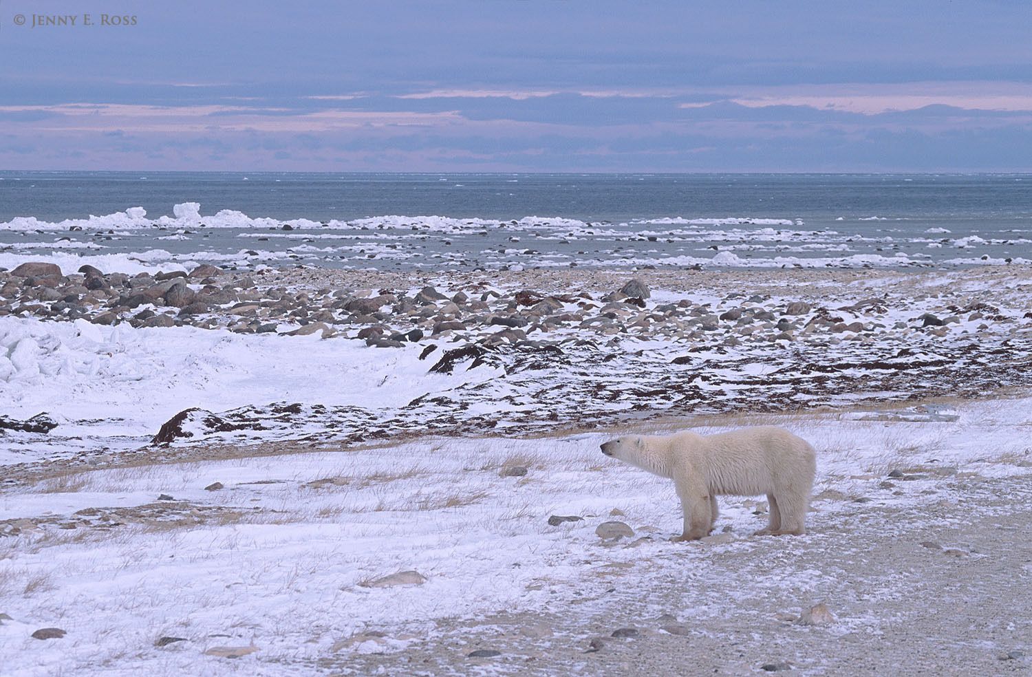 Stranded on land and unable to hunt seals due to a lack of sea ice, an adult female polar bear stares out at the open water of Hudson Bay.