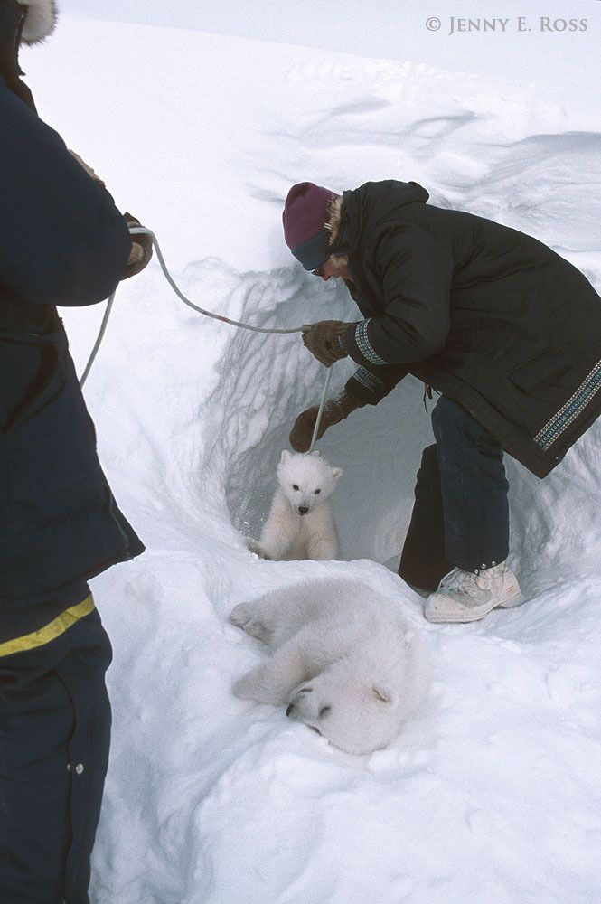 Polar bear research, Western Hudson Bay, Manitoba, Canada.