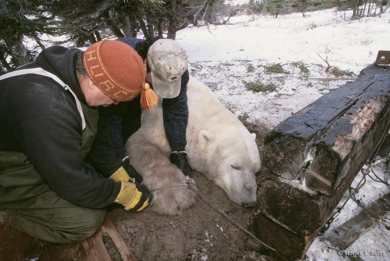A tranquilized adult male polar bear is freed from a snare trap by Manitoba Department of Conservation personnel. The trap was intended to catch polar bears that approach the town of Churchill during the ice-free season when they are stranded on land.