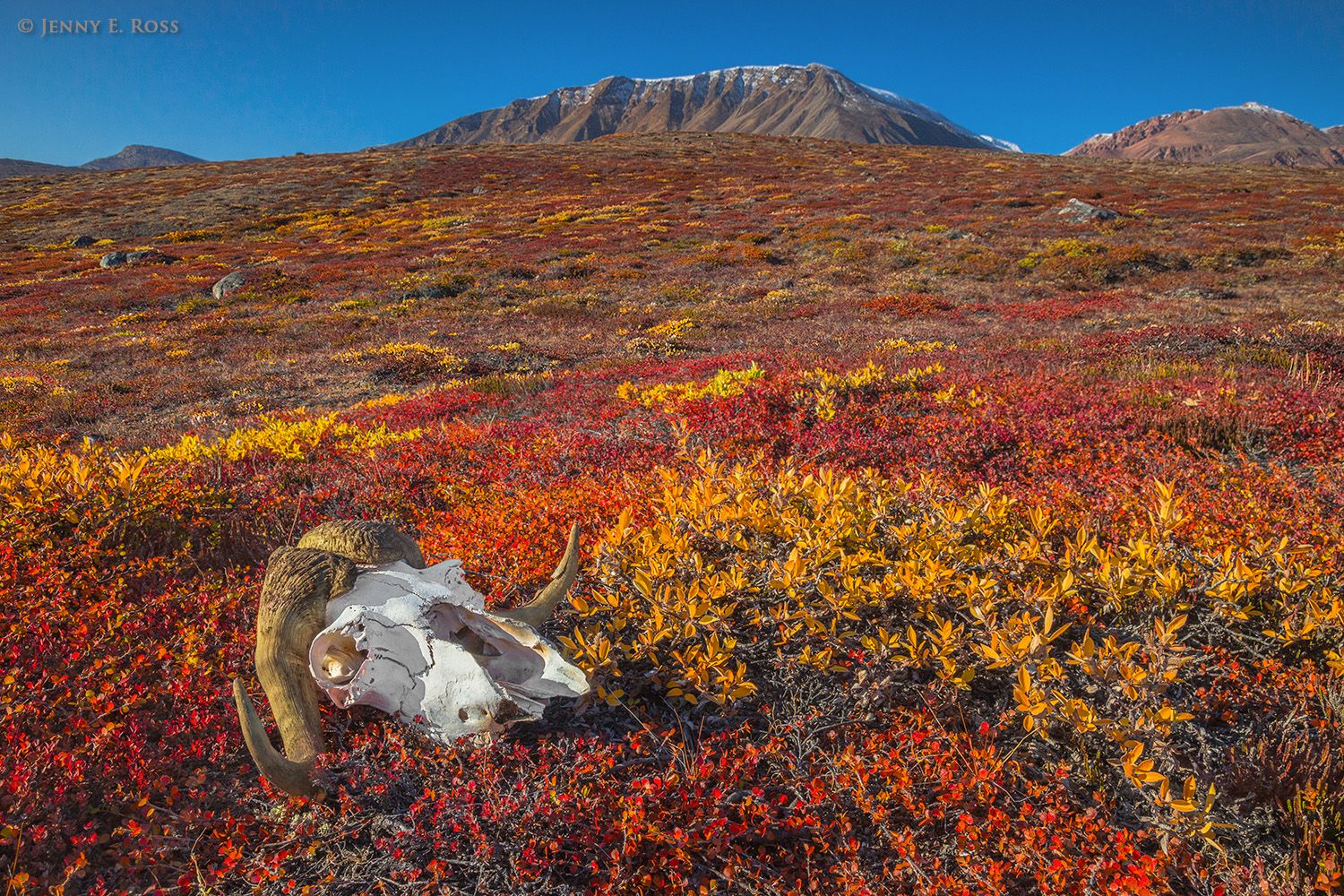 The skull of a Musk Ox (Ovibos moschatus) lies on the autumn tundra of C. Hoffman Peninsula, Harefjord, Scoresby Sund, East Greenland.