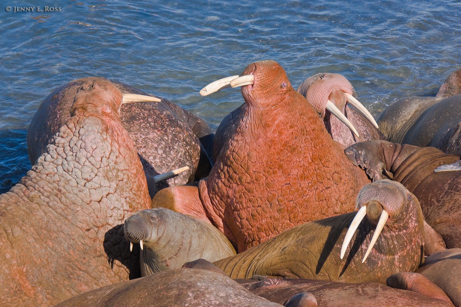 Pacific Walruses, Arakamchechen Island, Bering Sea, Russia.