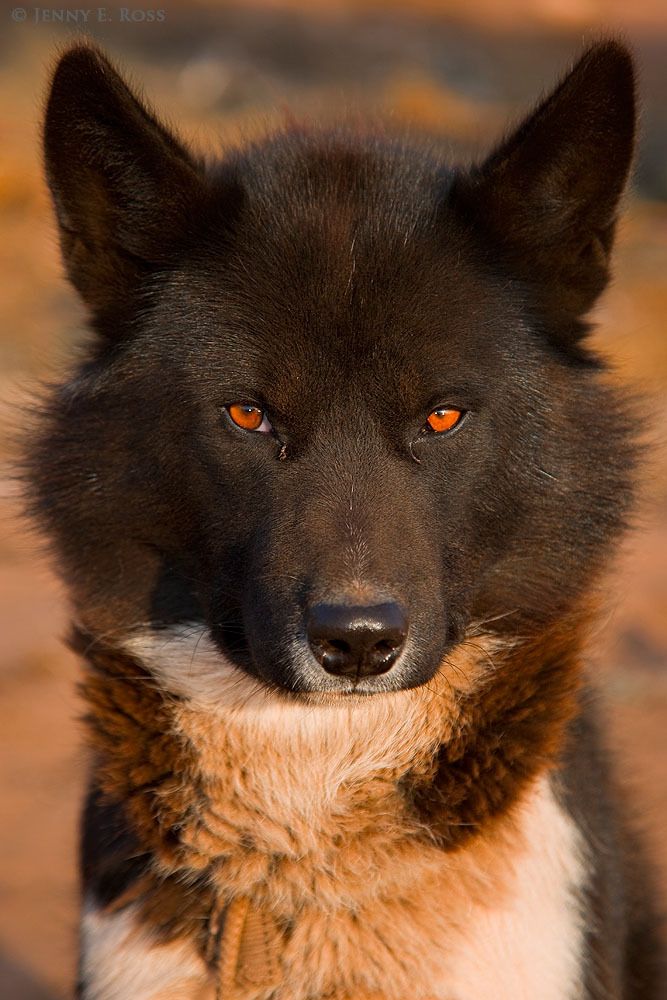 Greenland Sled Dog, Siorapaluk, Northwest Greenland.
