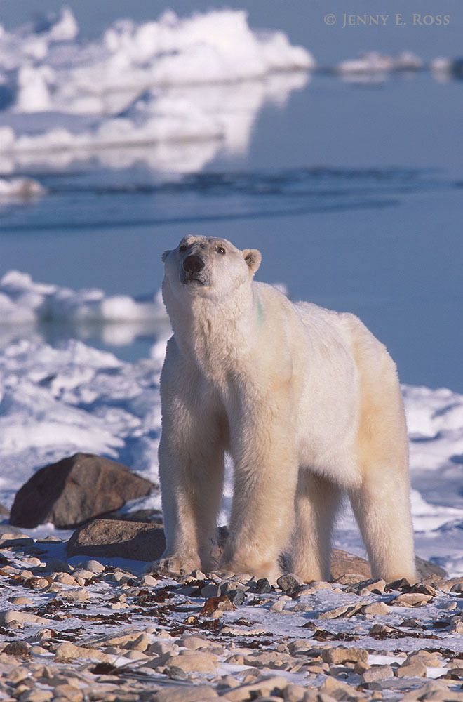 A very skinny adult male polar bear, stranded on land and unable to hunt seals due to lack of sea ice, waits for sea ice to form at the edge of Hudson Bay. The bear had been on land, food-deprived, for several months during the ice-free season.