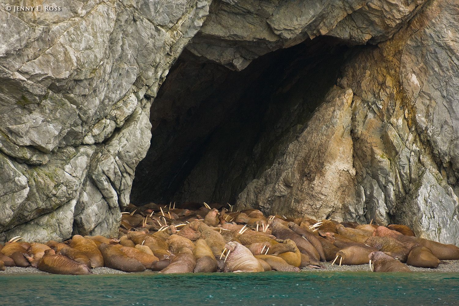 Pacific Walruses (Odobenus rosmarus divergens), including mothers with calves, are hauled out and jammed together on a very small stretch of rocky shore backed by nearly-shear cliffs on Herald Island in the Chukchi Sea (Arctic Ocean), Russia.