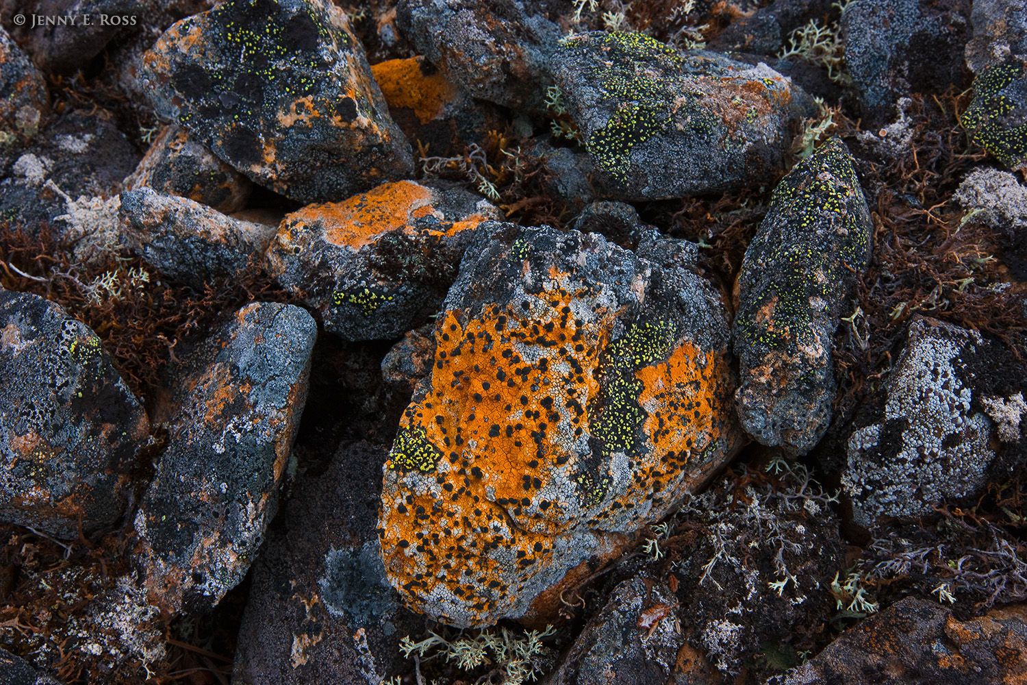 Lichens on rocks, arctic tundra, Chukotka Autonomous Okrug, Siberia, Russia.