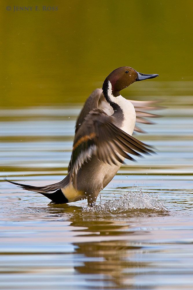 Arctic Birds Life On Thin Ice