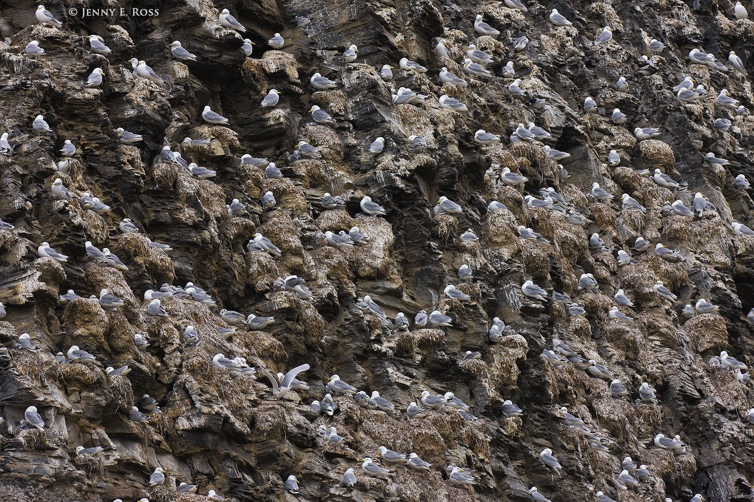 Colony of cliff-nesting Black-legged Kittiwakes, Svalbard.