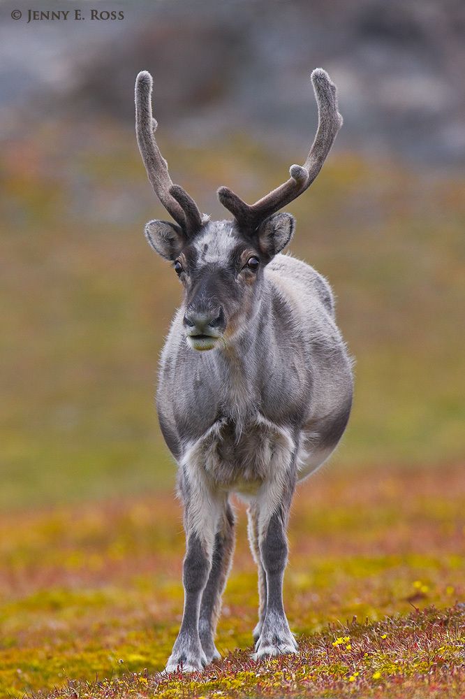 An adult Svalbard Reindeer (Rangifer tarandus platyrhynchus) pauses while grazing on the tundra near Kapp Lee on Edgeoya in the Svalbard Archipelago, Norway.