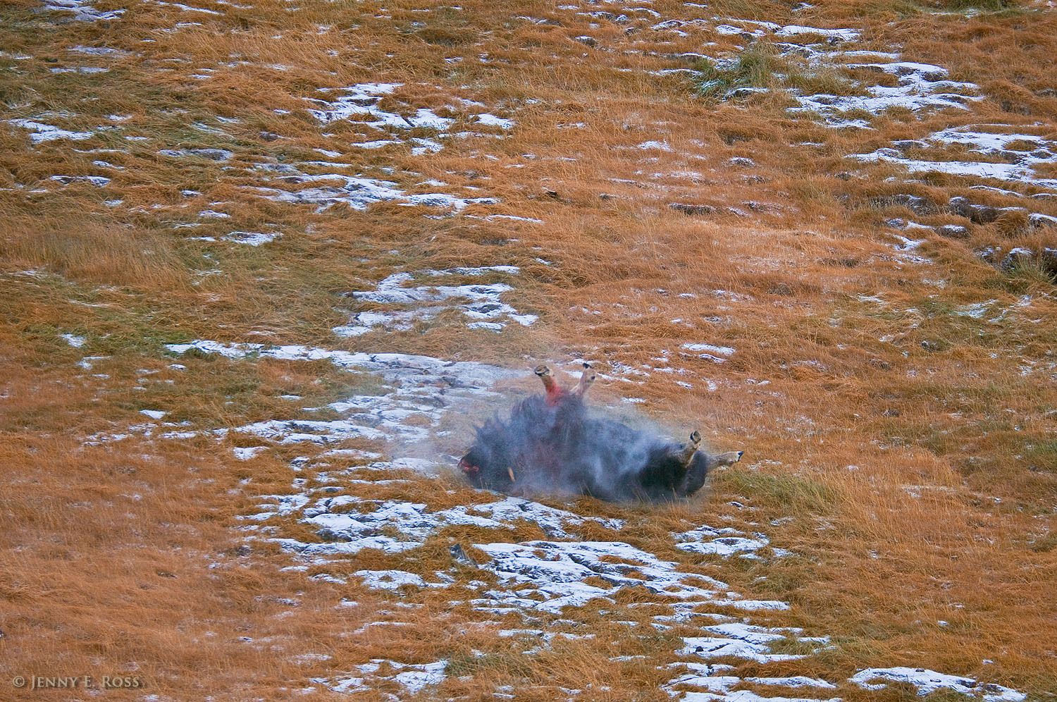 An adult male musk ox (Ovibos moschatus) tumbles down a hill in Northwest Greenland after being shot by indigenous Inuit hunters.
