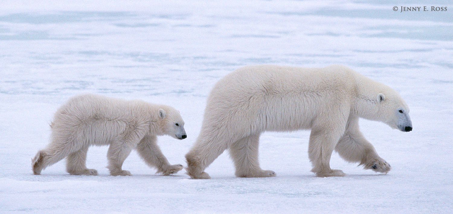 Polar bear (Ursus maritimus) mother and cub (about 11 months old) traveling on sea ice.