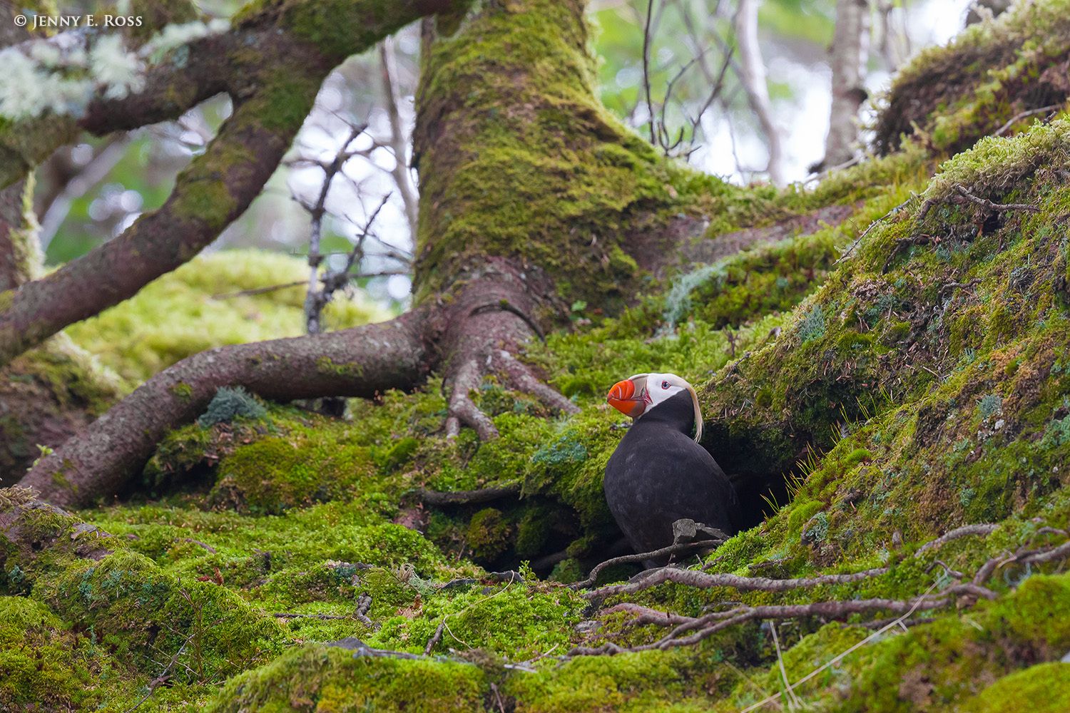 An adult Tufted Puffin (Fratercula cirrhata) standing in the opening of its moss-covered burrow.