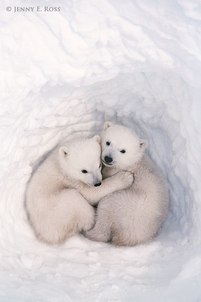 Twin polar bear cubs, about three months old, inside a snow den.