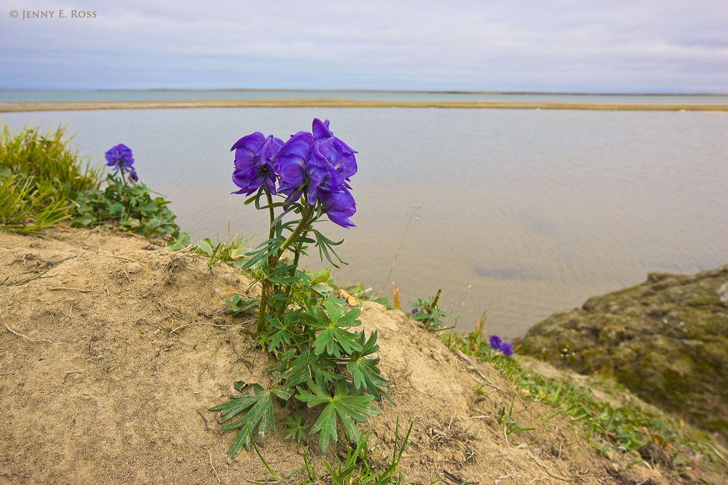 Monkshood, Amguema River Estuary, Chukchi Sea, Russia.