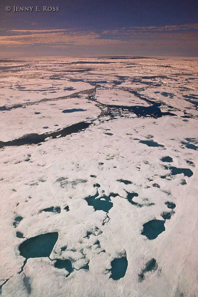 Melting Arctic sea ice in summer.