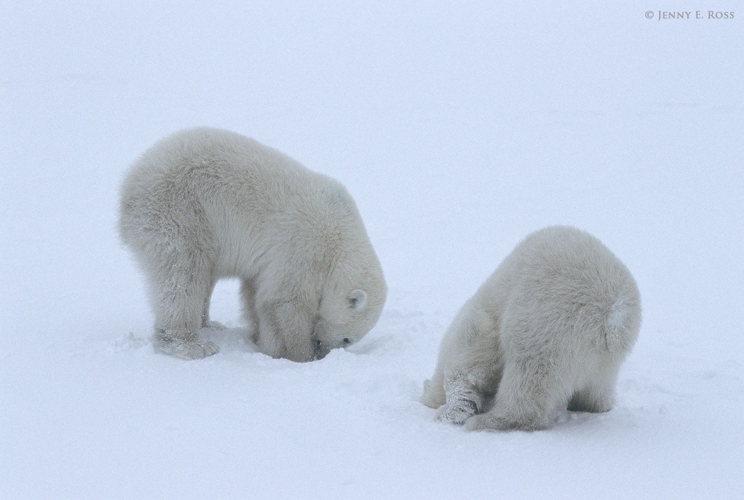 Young twin polar bear cubs mimic their mother's seal-hunting behavior as they play in the snow.
