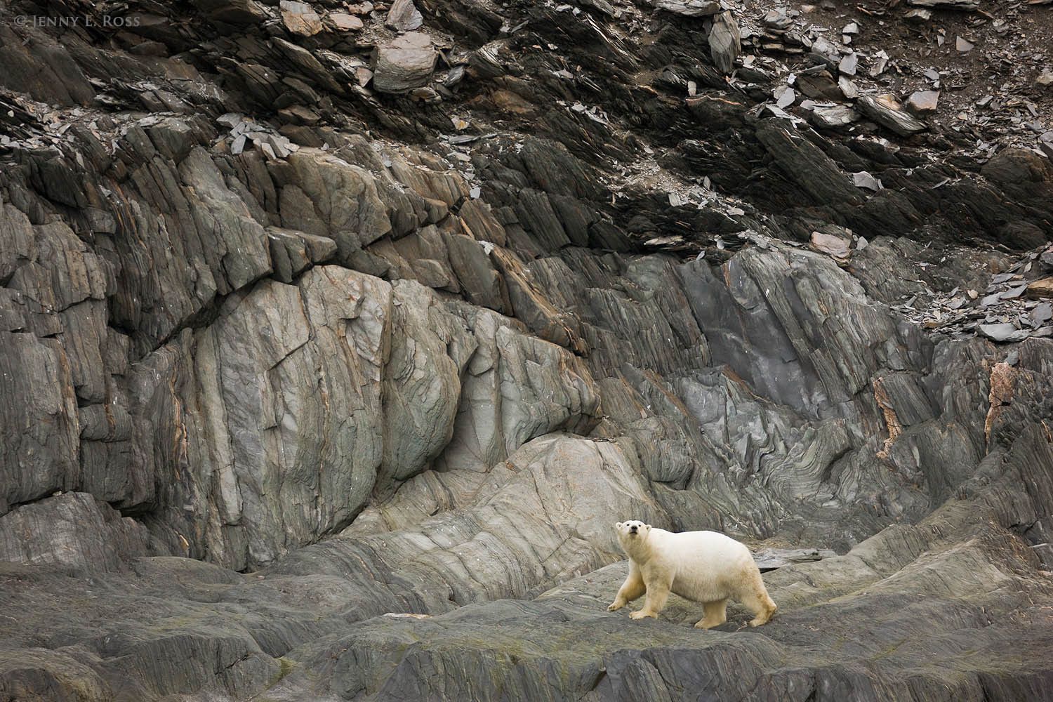 An adult male polar bear walks at the base of a cliff along the narrow shore of Herald Island in the Russian High Arctic, stranded there due to lack of sea ice.