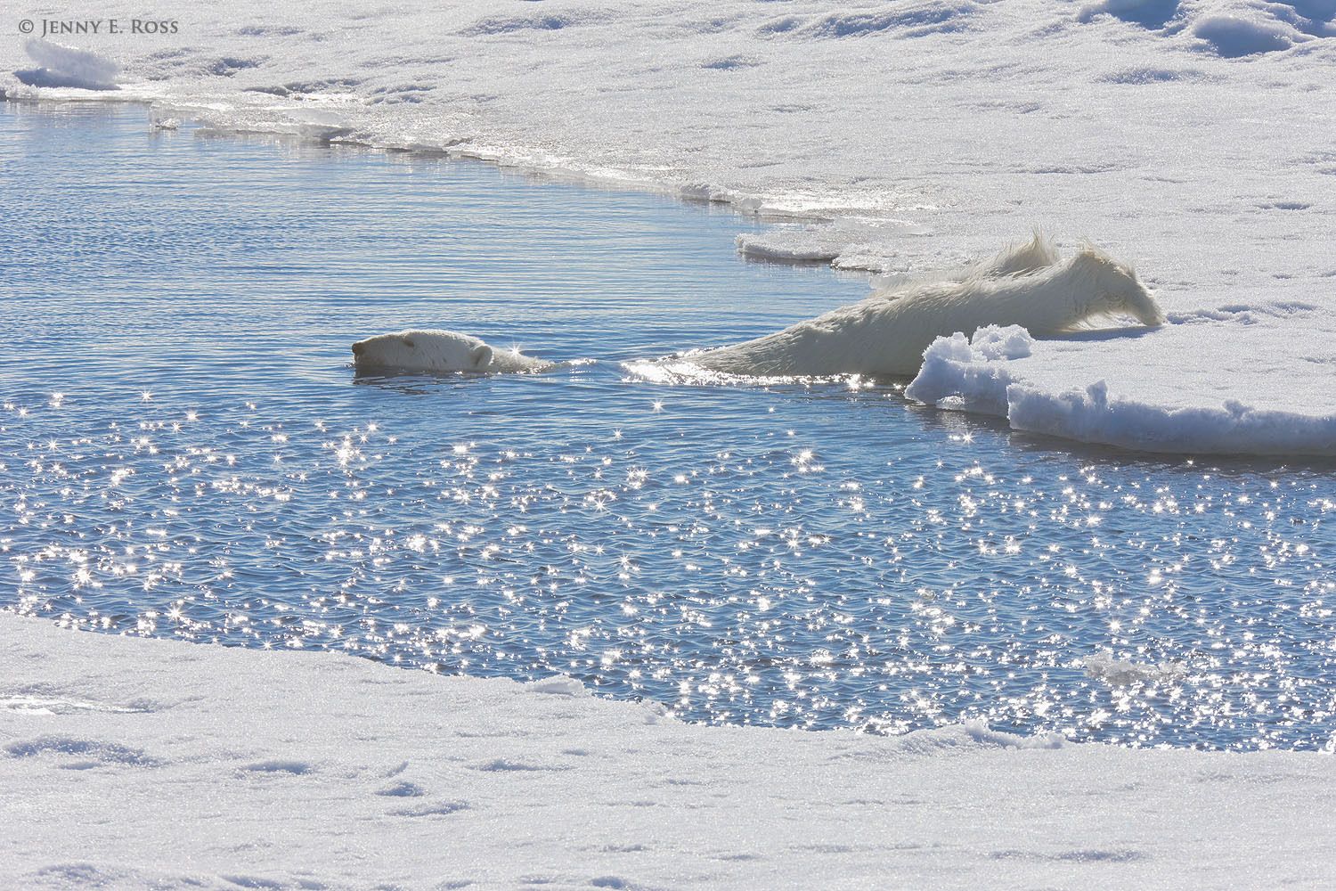 An adult male polar bear (Ursus maritimus) carefully slips into the water without making a splash to begin an aquatic stalk of a basking seal.