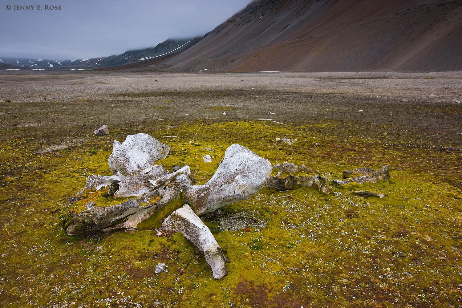 Ancient bowhead whale (Balaena mysticetus) bones slowly decomposing near the remains of a 17th century whaling station at Gashamna in Hornsund on the island of Spitsbergen, Svalbard Archipelago, Norway.