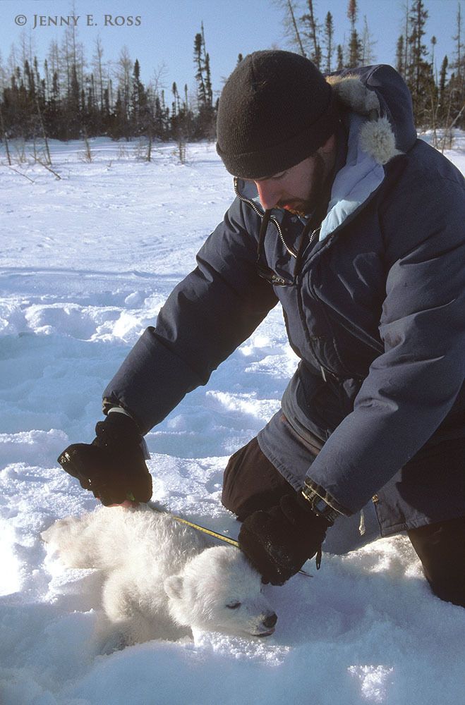 Polar bear research, Western Hudson Bay, Manitoba, Canada.