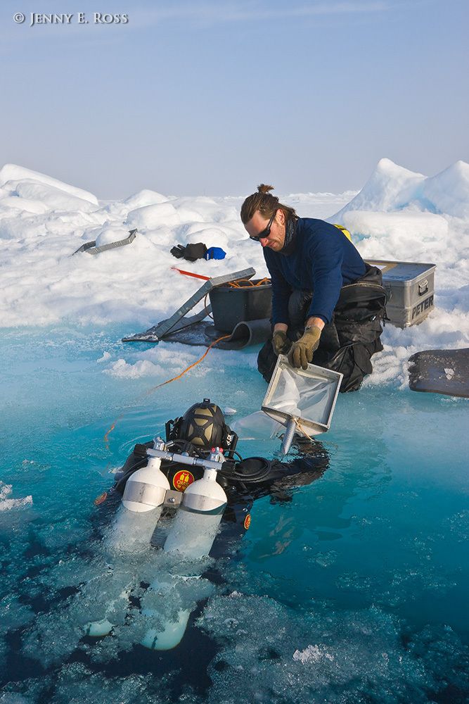 Norwegian Polar Institute scientific diver Michal Tessman prepares to dive using a net to collect zooplankton samples beneath the Arctic sea ice. He is assisted by NPI diver Peter Leopold. The research activities occurred on a large floe of sea ice in the Arctic Ocean during NPI's 2012 "ICE" (Ice, Climate, Ecosystems) expedition in July-August 2012. Scientific research on arctic sea ice, central polar basin, Arctic Ocean