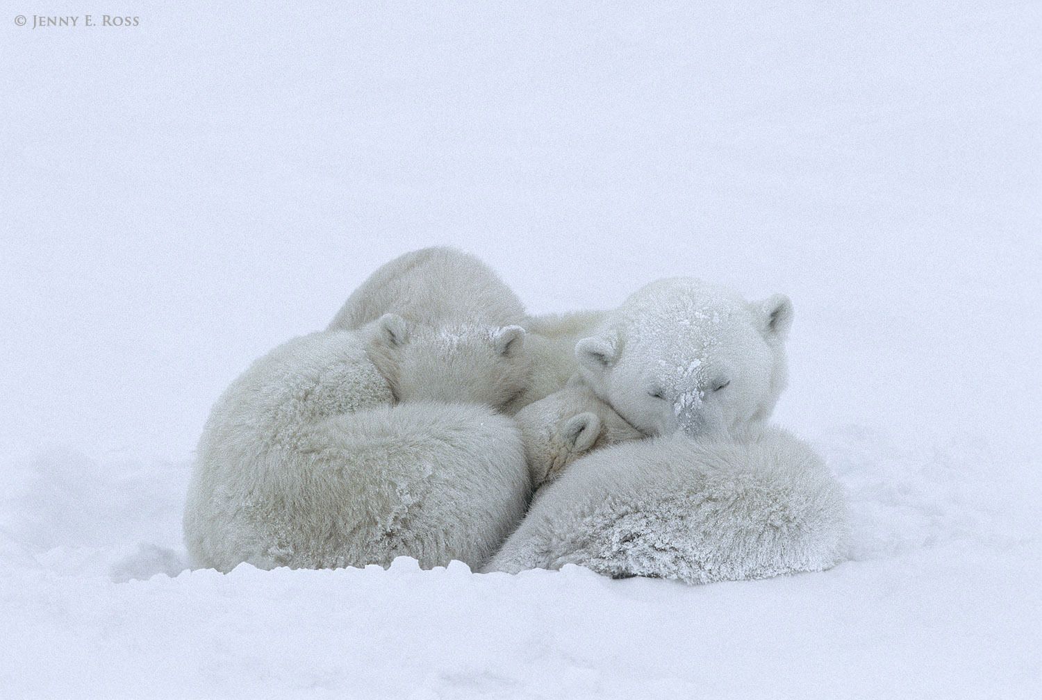 Polar Bears 3 - Life On Thin Ice