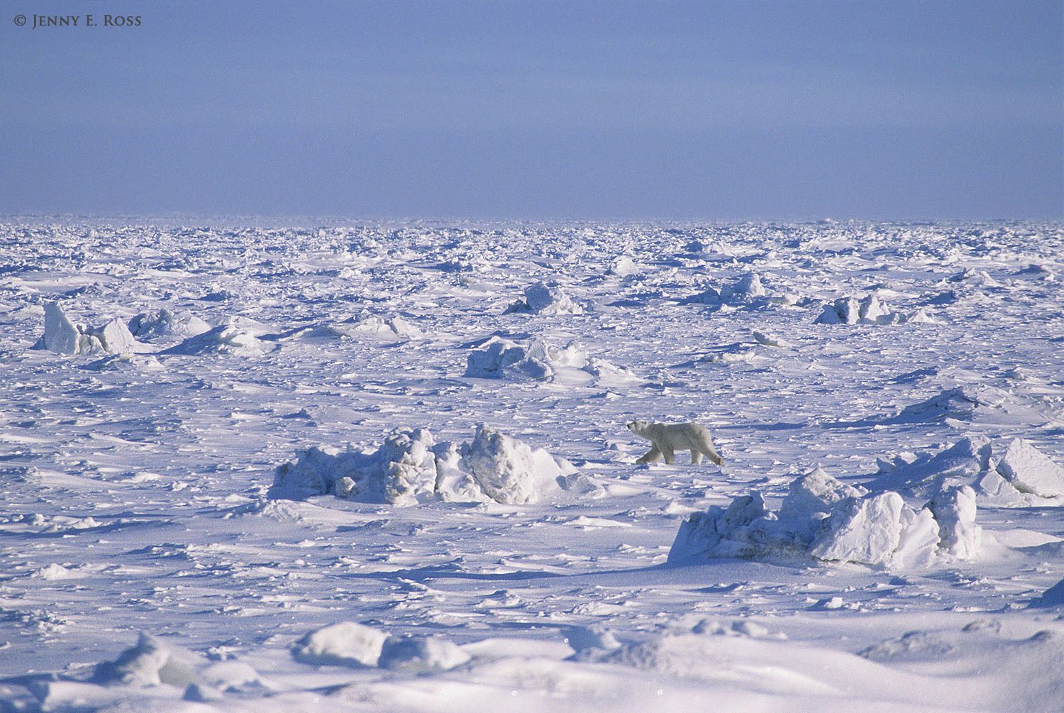 Subadult polar bear (Ursus maritimus) traveling on sea ice.