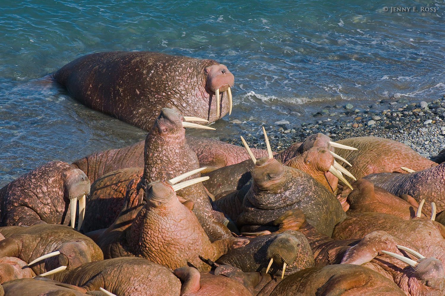Pacific Walruses (Odobenus rosmarus divergens) maneuver for position at a small crowded haul-out on Arakamchechen Island in the Bering Sea, Chukotka, Russia.