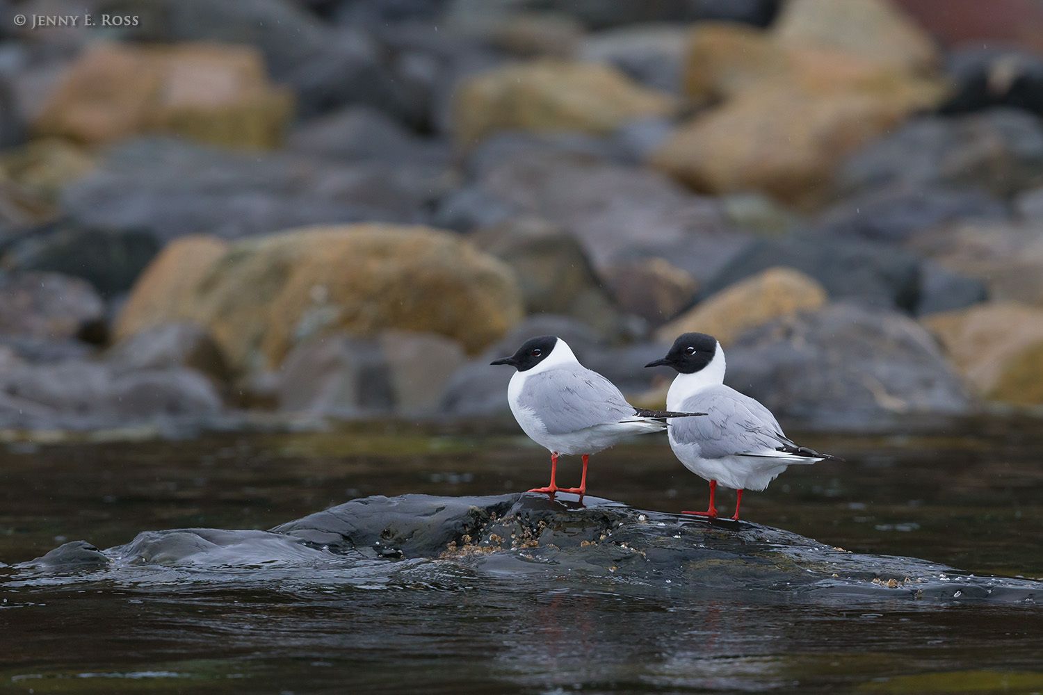 Common Black-headed Gulls (Larus ridibundus), Prince Wlliam Sound, Alaska.