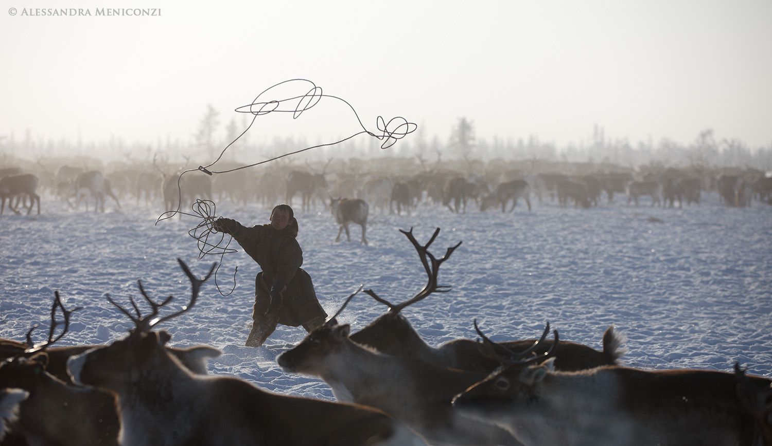Yamal Peninsula, Siberia, Russian Federation. A Nenet herder attempting to catch one of his reindeer for slaughter.