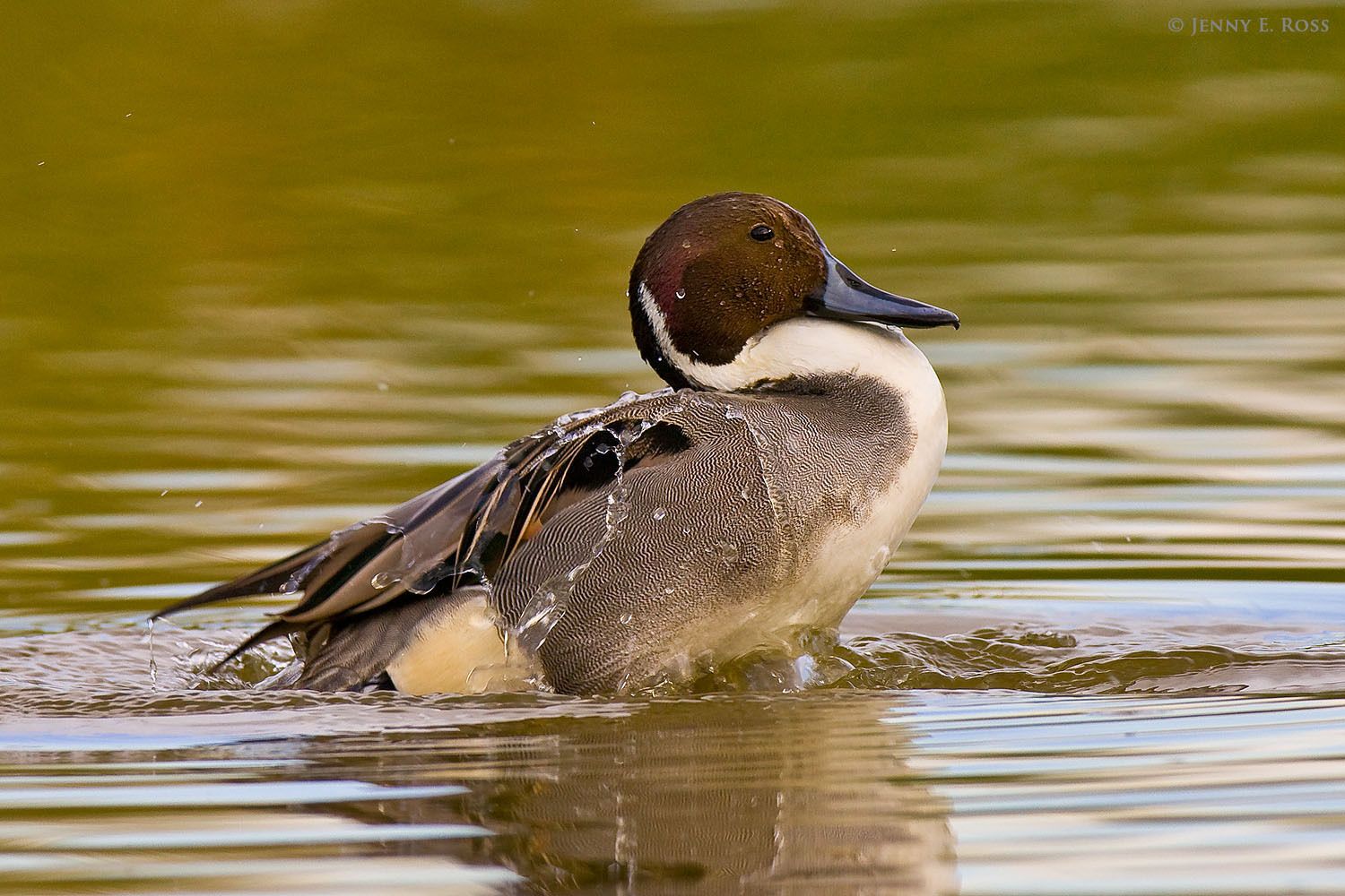 An adult male Northern Pintail (Anas acuta) in breeding plumage bathing in a marsh. This dabbling duck species breeds in the Arcitc and sub-Arctic, and elsewhere.