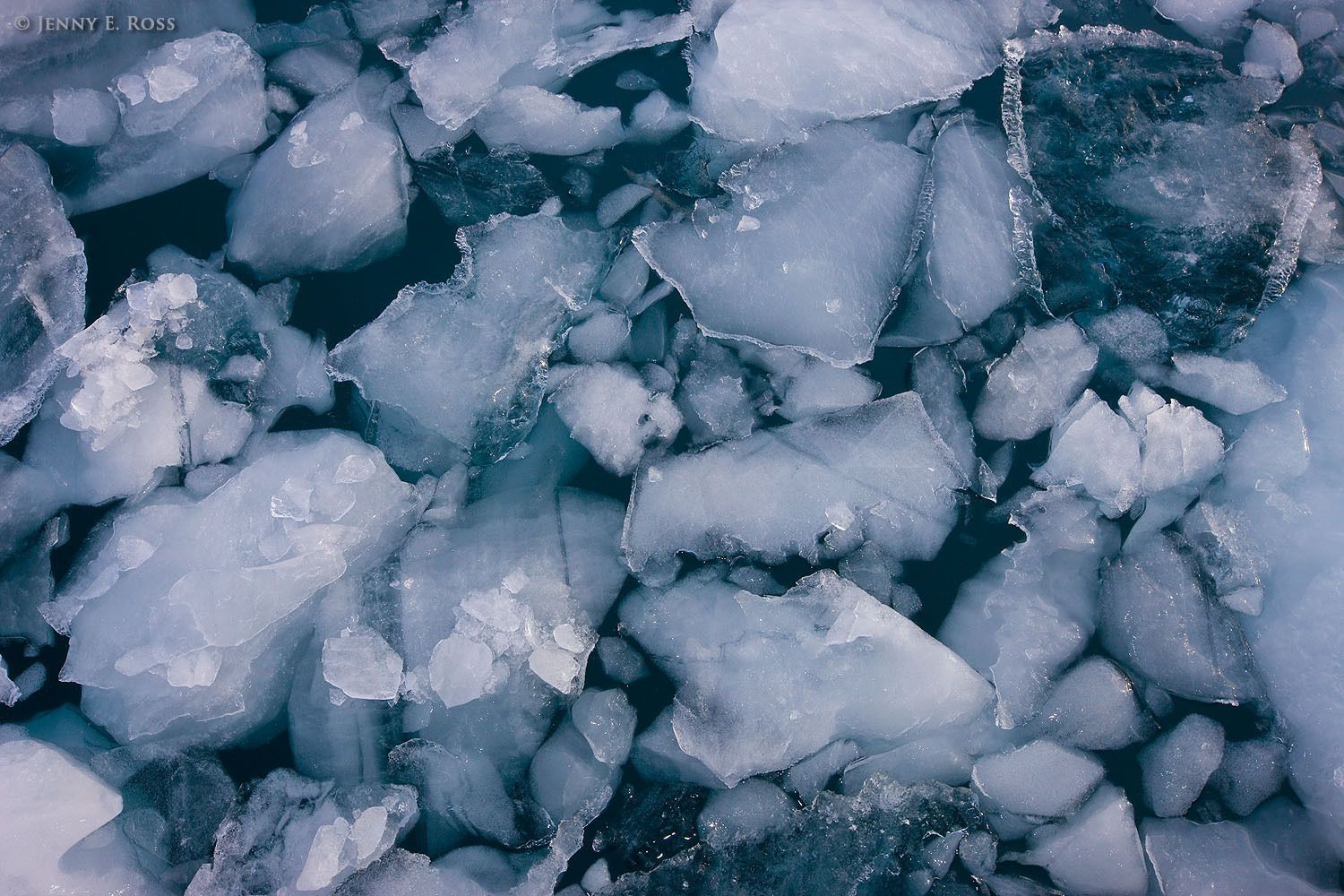 Detail of melting brash ice floating near Kangilerngata Sermia Glacier, West Greenland.
