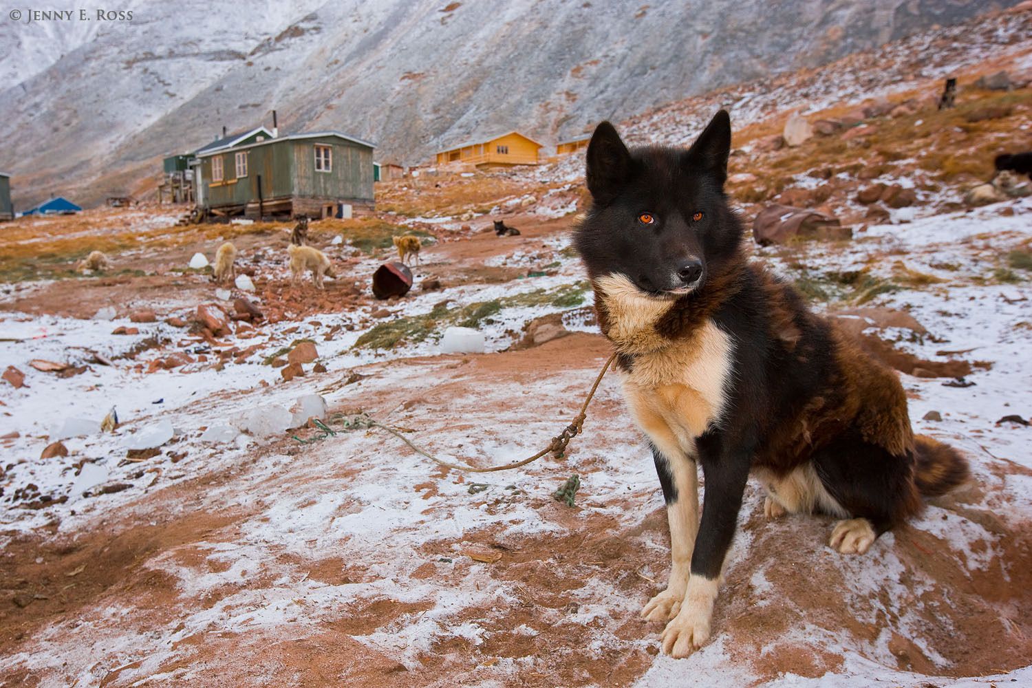 Гренландская ездовая собака