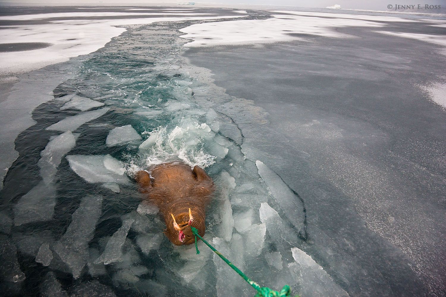 A female Atlantic walrus  (Odobenus rosmarus rosmarus), killed by indigenous Inuit hunters during a subsistence hunt in a very remote region of Northwest Greenland, is towed behind their small boat.