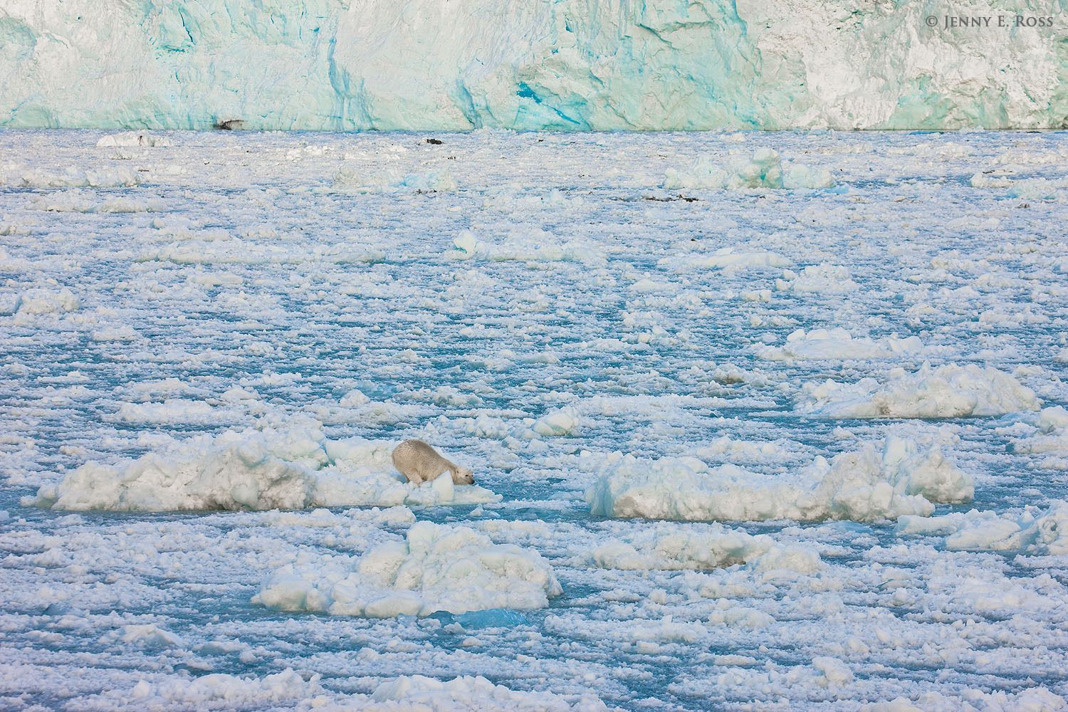 An young adult female polar bear (Ursus maritimus) "still-hunting " in brash ice near the face of a glacier -- waiting for an opportunity to grab an unsuspecting seal as it surfaces to breathe.