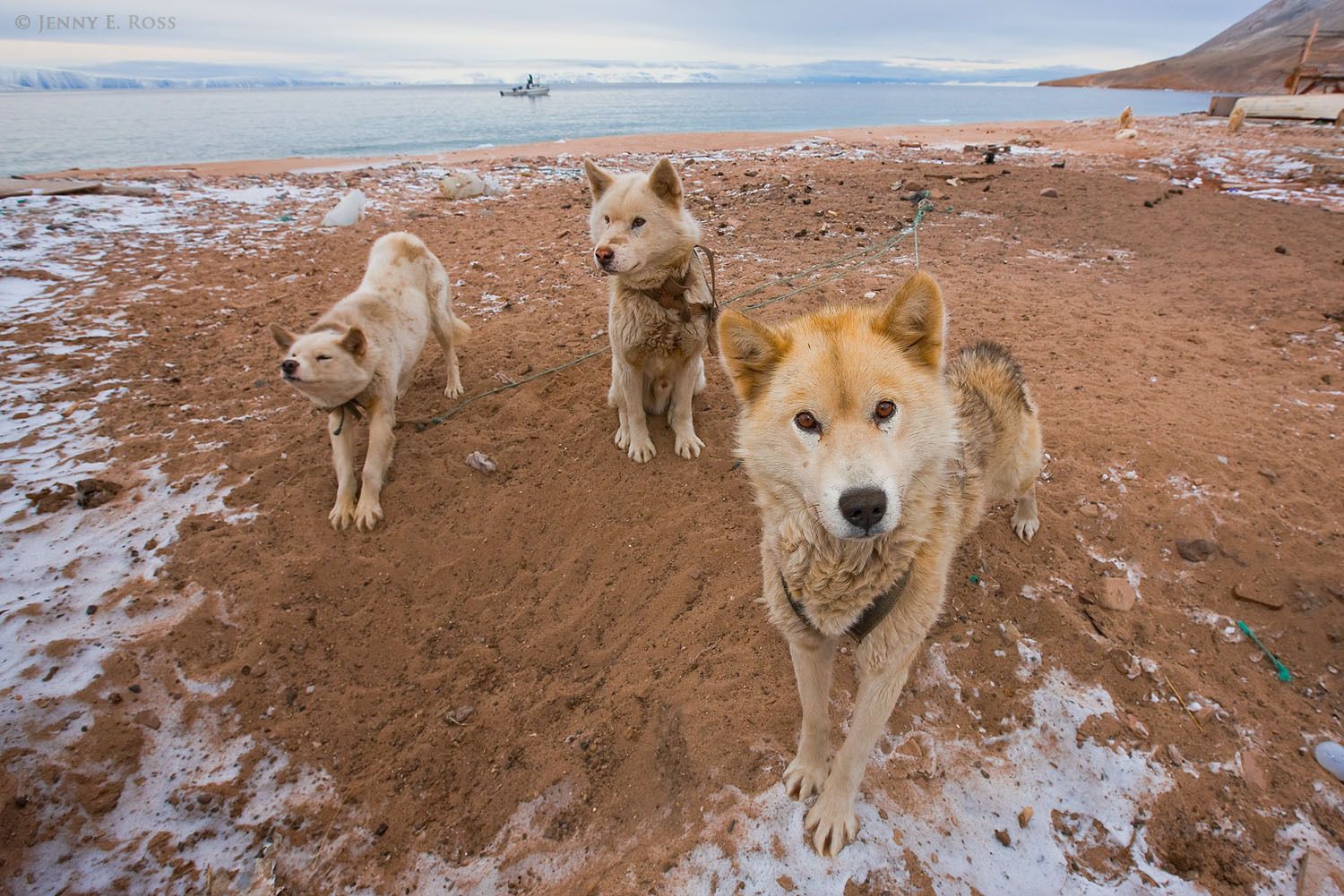 Restless sled dogs wait for sea ice to form in Siorapaluk, Northwest Greenland.