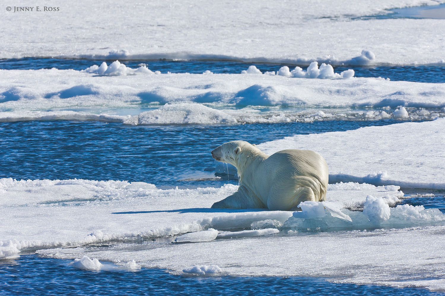 While stalking a basking seal on the sea ice, an adult male polar bear (Ursus maritimus) keeps a low profile after climbing out of the water.