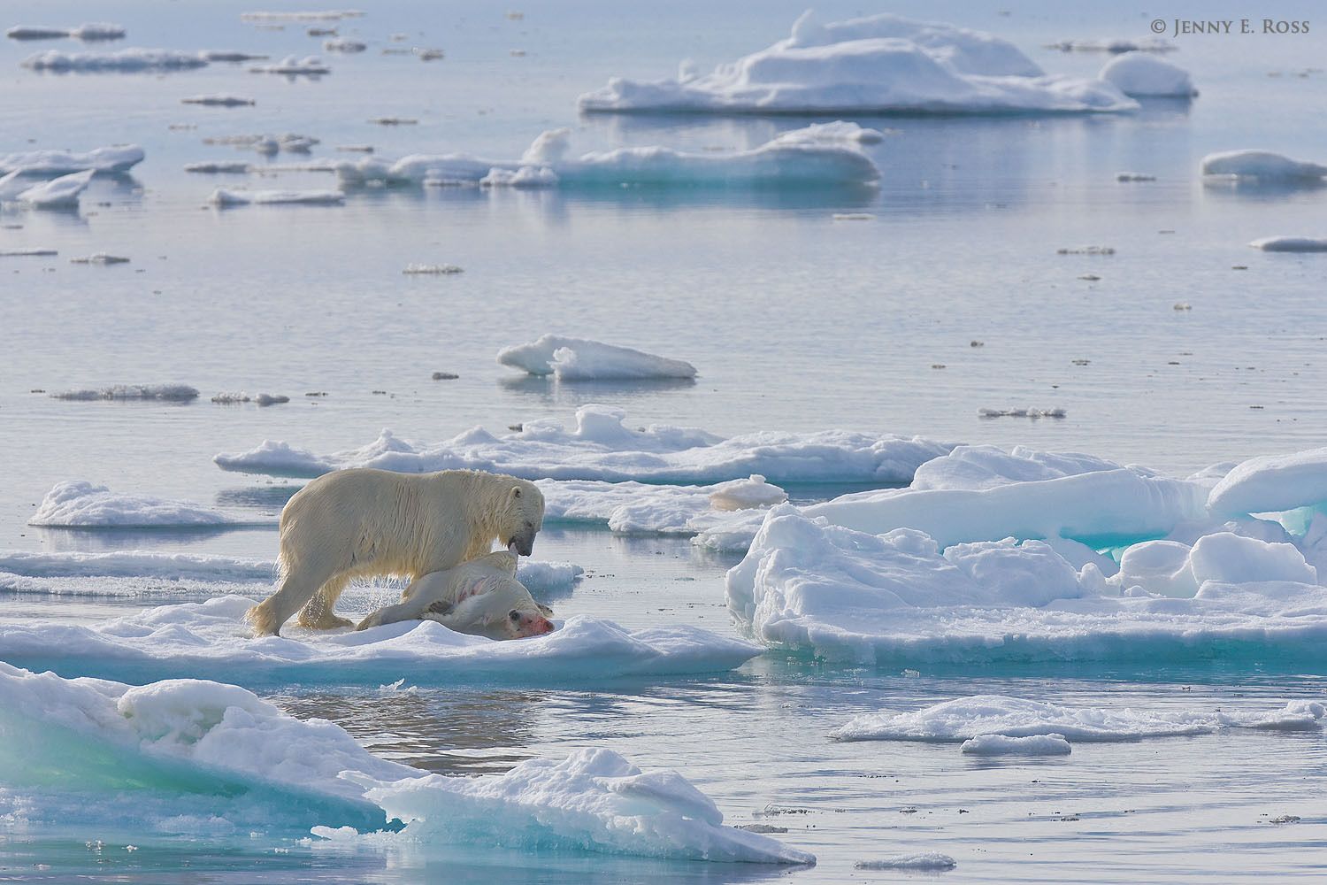 An adult male polar bear (Ursus maritimus) on melting summer sea ice with the body of a young bear (a yearling cub, about 19 months old) he killed for food. Olgastretet, Barents Sea (Arctic Ocean), within the Svalbard Archipelago. Polar bear infanticide and cannibalism on sea ice, Barents Sea, Svalbard Archipelgo, Norway.